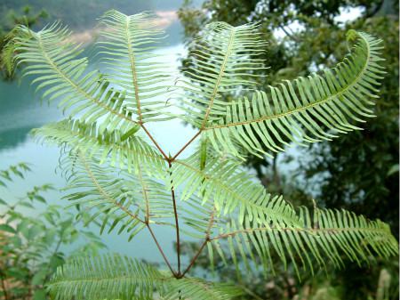 蕨类植物能监测空气污染吗