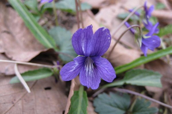 紫花地丁叶斑病及其防治(紫花地丁植物)