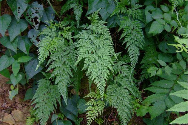 蕨类植物能净化空气吗(蕨类植物能监测空气污染吗)