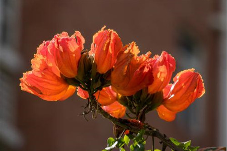 火烧花的养殖方法视频