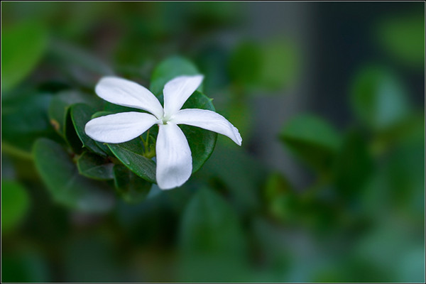 铁茉莉怎样才能多开花结果