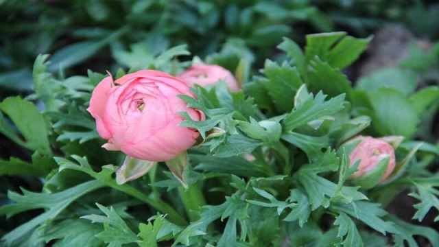 花毛茛怎么繁殖(花毛茛如何繁殖)