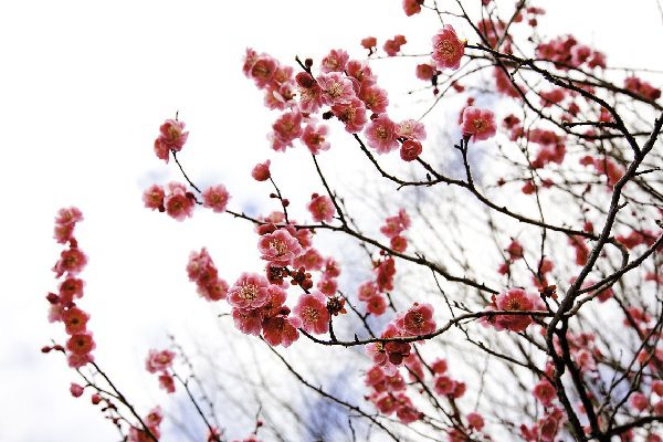 盆栽梅花怎么施肥(盆栽梅花施肥温度要求)