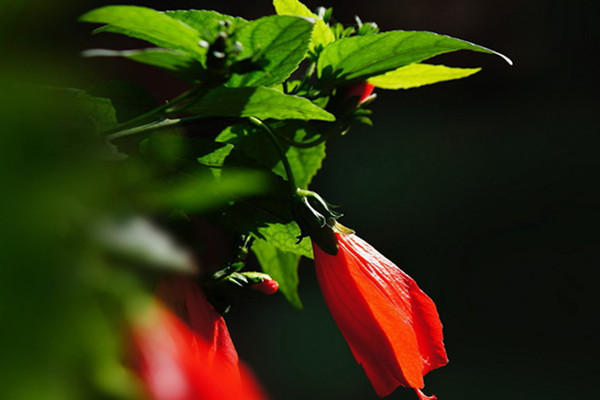 悬铃花是多年生吗