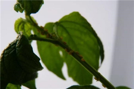 洋葱水浇花适合什么花