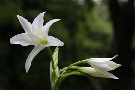 百合花一年开几次花?花期几天?