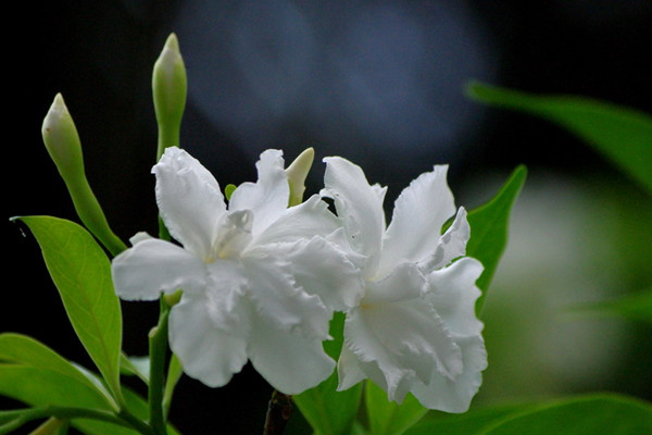 狗牙花的养殖方法和注意事项(狗牙根草种植方法)