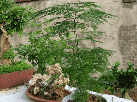 吸雾霾的植物