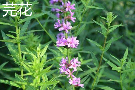 香荚蒾与丁香花的区别是什么?