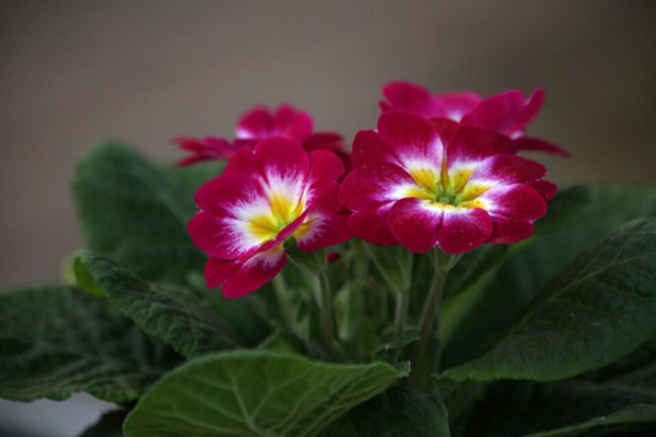 报春花开完花后怎样