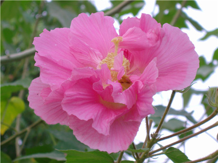 芙蓉和大岩桐的区别