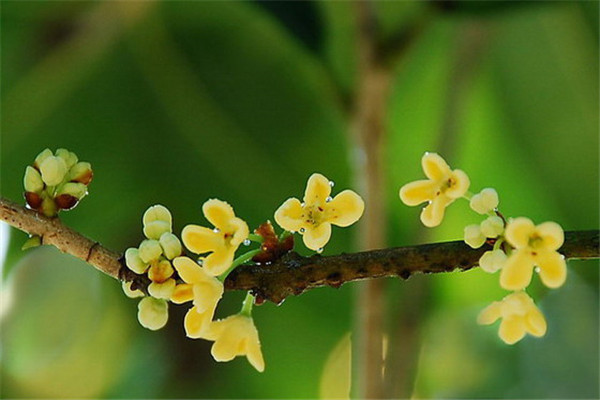 桂花种子播种方法(桂花种子播种方法视频)