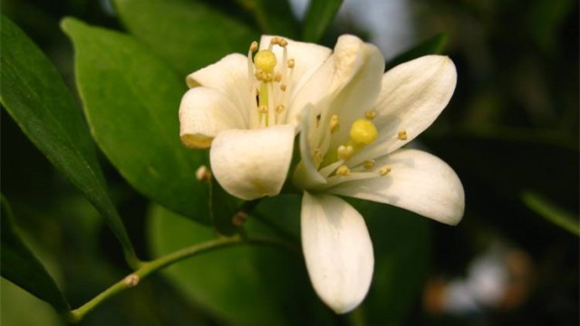 柠檬花怎么养护(柠檬花怎么管理)