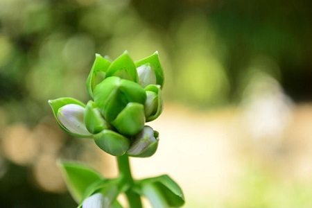 怎样让栀子花长花苞