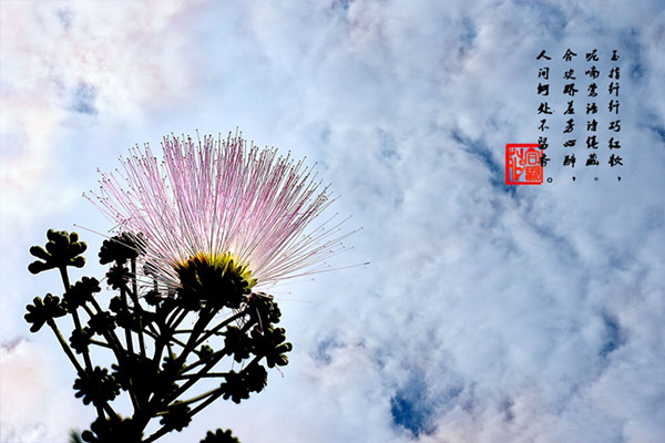 合欢花的价值(合欢花观赏价值)