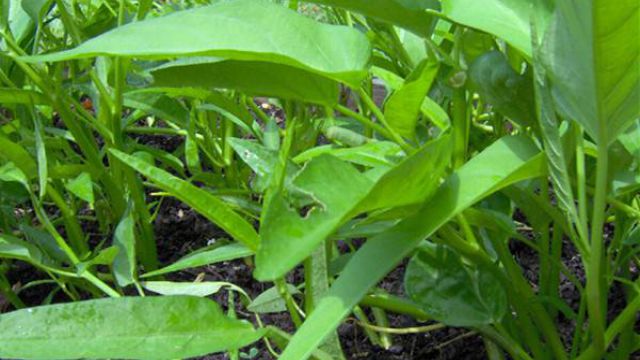 空心菜在阳台上怎样种植