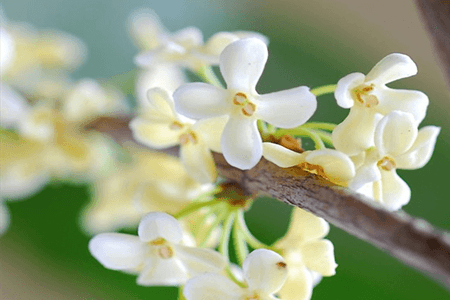 桂花养殖方法与技巧