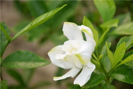 栀子花开过花之后应该怎么管理