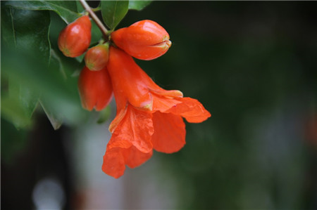 石榴花花期多长