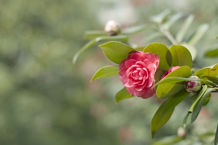 茶花的寓意是什么意思