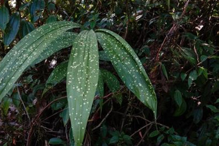 黄鹤花长什么样