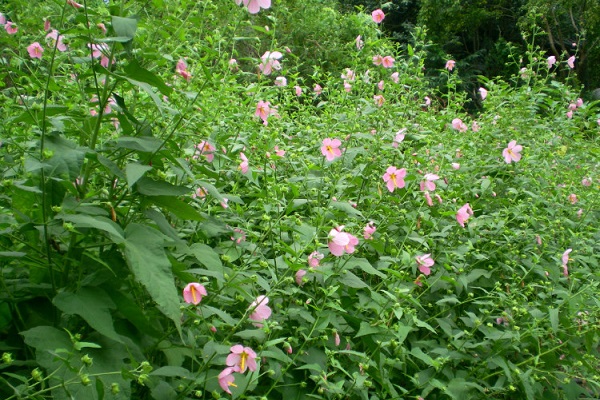 地桃花的功效与作用(红花地桃花的功效与作用)