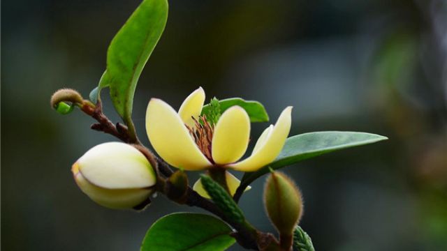 怎么控制含笑花的花期(含笑花期怎么施肥)