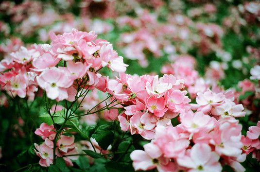 四季草花属于花卉还是草皮