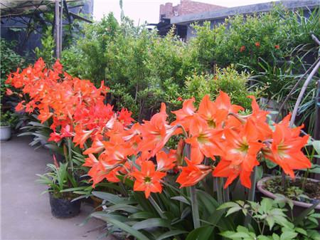 朱顶红什么时候开花(朱顶红什么时候开花:一年开花两次)