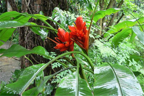 红花蕉生虫了怎么办常见的虫害及其防治(红花生虫了怎么处理)