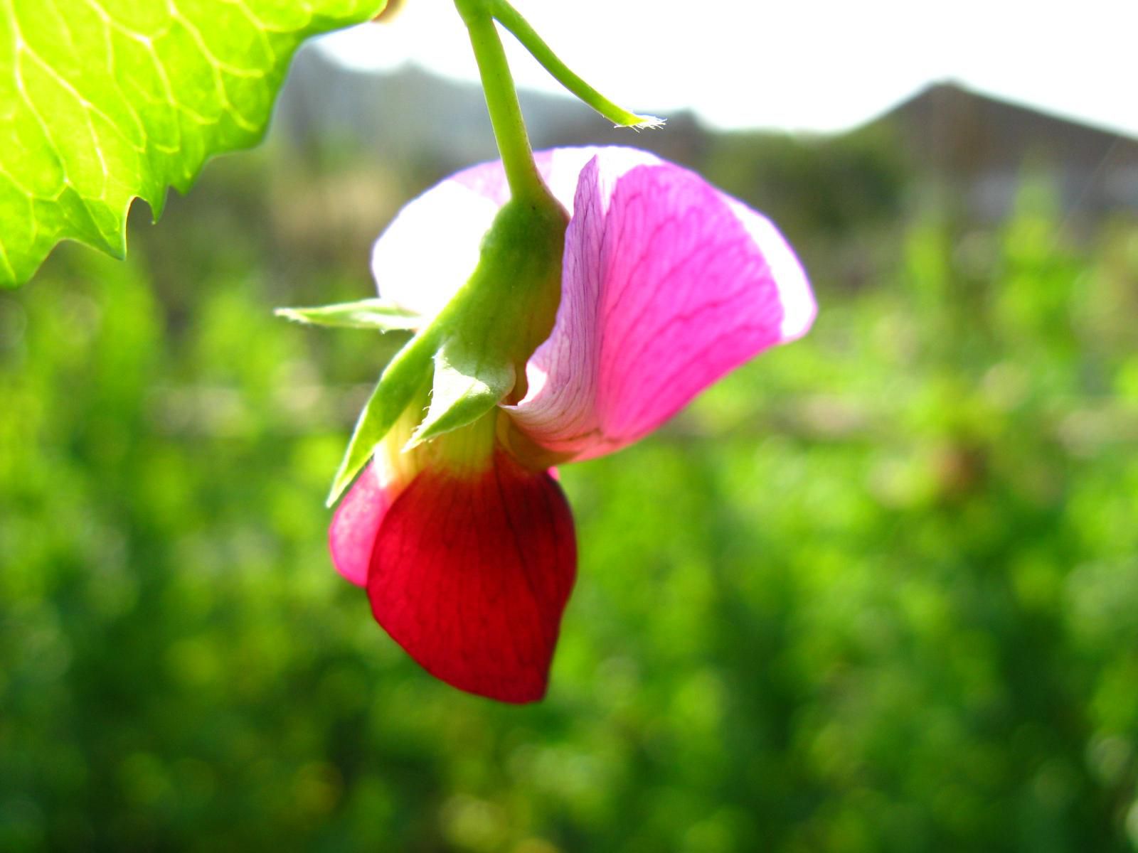 四季草花属于花卉还是草皮