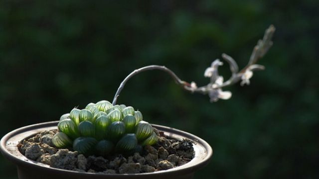 水晶掌和玉露的区别(水晶掌和玉露的区别图片)