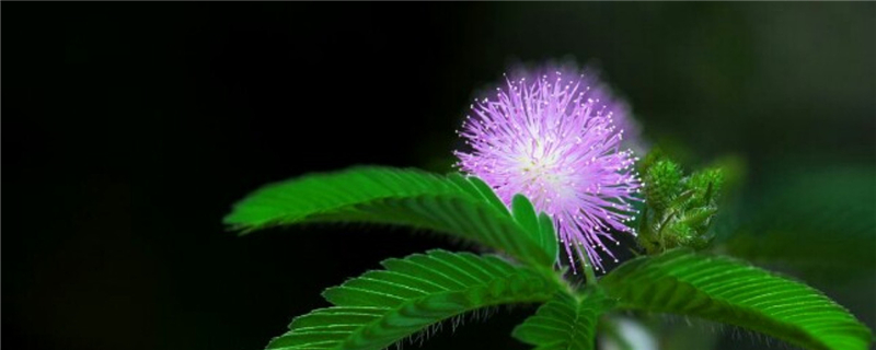 含羞草种植方法含羞草的作用(含羞草种子的养殖方法和注意事项)