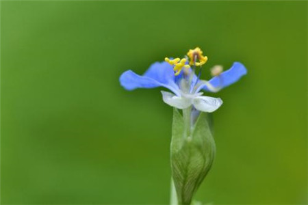 鸭拓草是什么