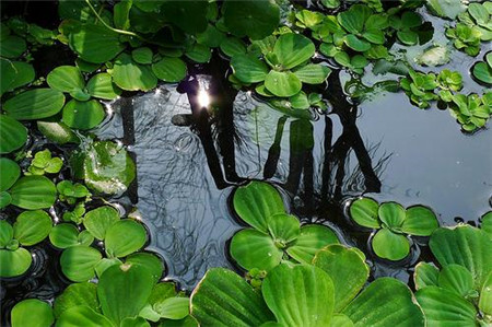 水芙蓉怎么养在鱼缸里