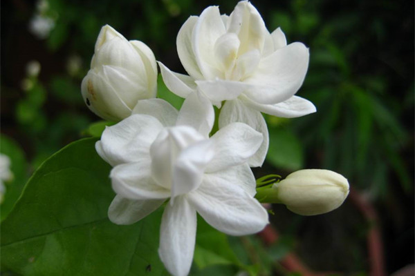 茉莉花冬天叶子掉光了还能活吗(茉莉花冬天叶子都掉了)