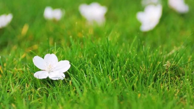 茉莉花怎么养家庭养法