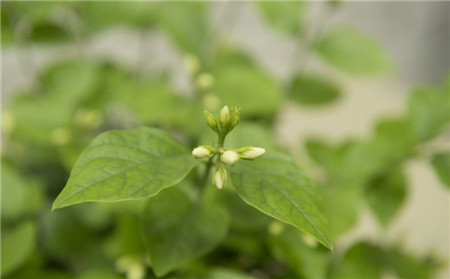 茉莉花开花时是什么样子