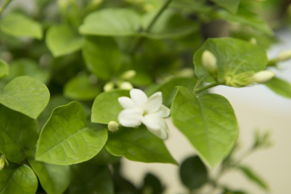 茉莉花开花时是什么样子