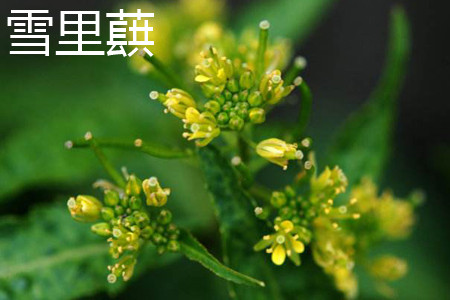 雪里蕻是苦菊吗