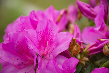 杜鹃花是哪个季节开的?