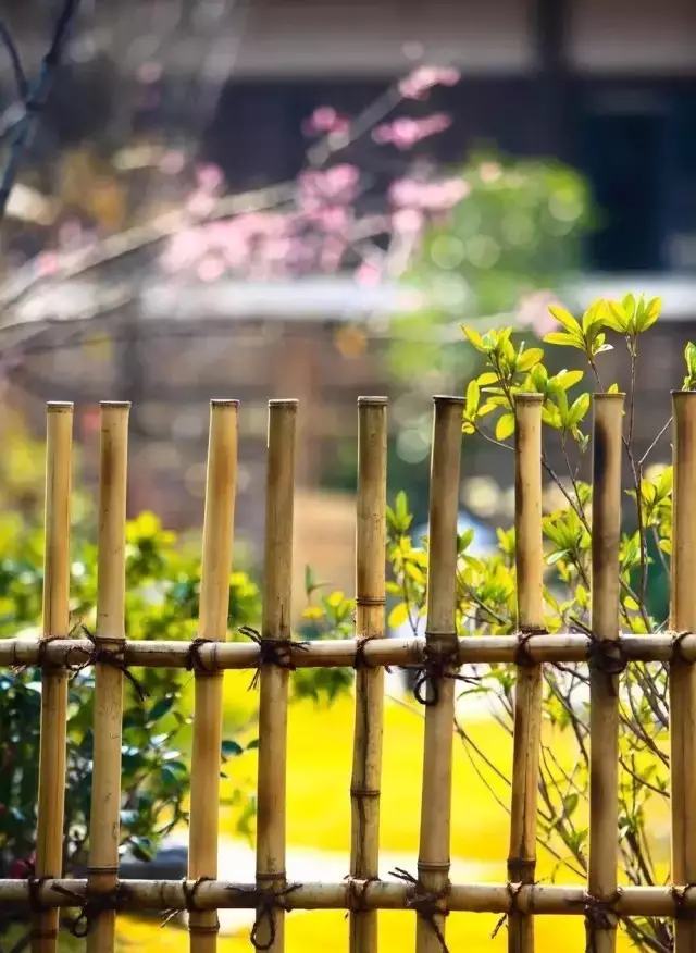 老来闲坐庭院