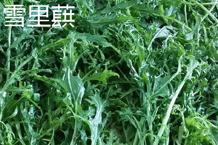 雪里蕻是苦菊吗