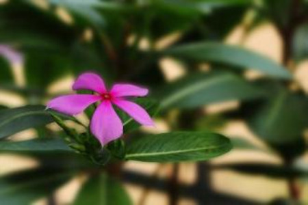 适合家养花期长的花有哪些