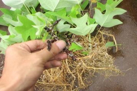 花卉生根水制造方法