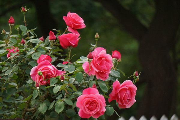 月季花冬季要怎么养(月季花冬季怎么养比较好)