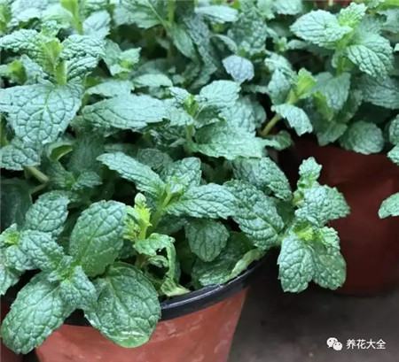 家里放什么植物没有蚊子