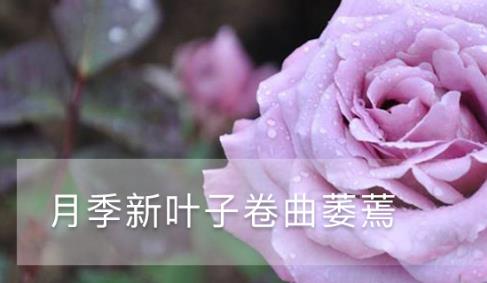 月季新叶子卷曲萎蔫发黑干枯怎么办