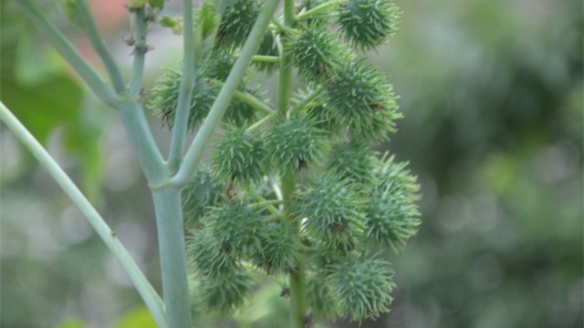 蓖麻的功效与作用有哪些