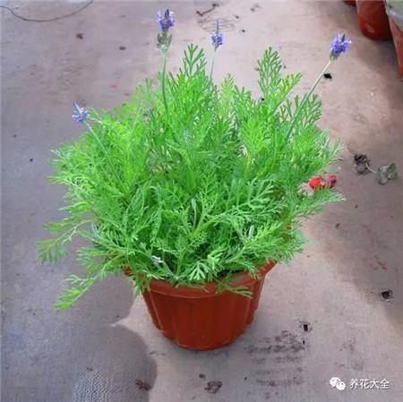 家里放什么植物没有蚊子